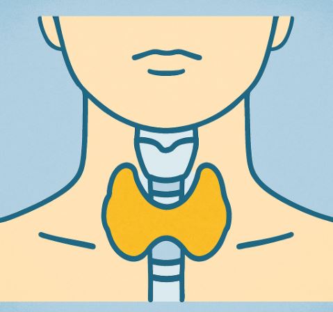 갑상선 결절·혹의 종류와 초음파 판독 기준 관련 사진