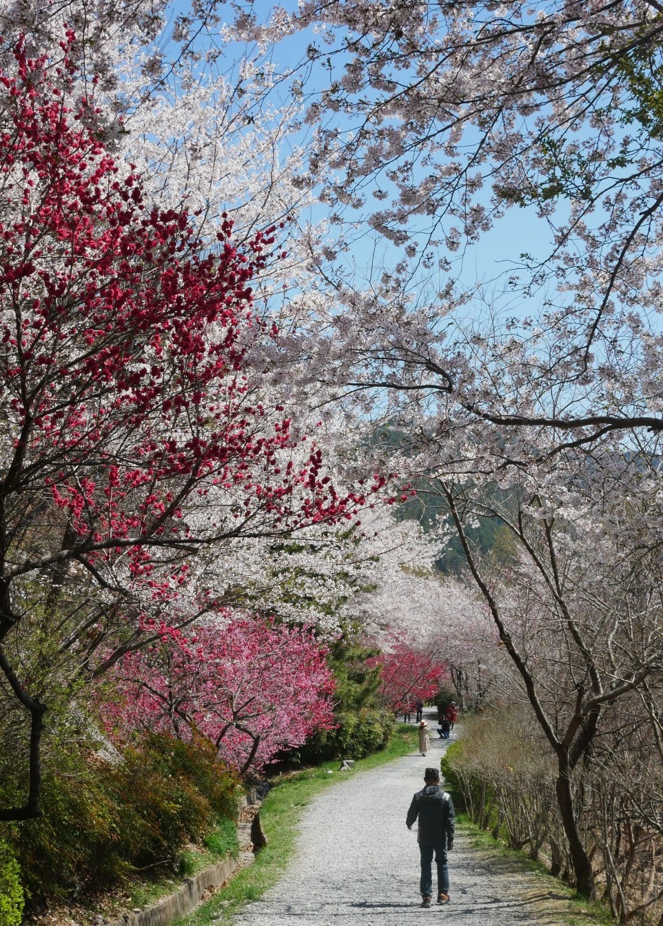 진해-안민고개-드림로드