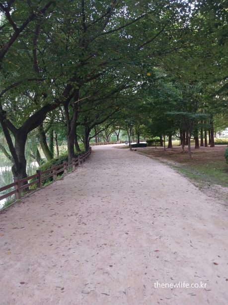 나무 그늘 아래 이어지는 흙길 산책길 – 관절 건강에 도움이 되는 걷기 환경