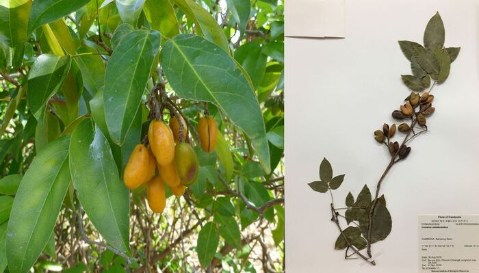 코나루스세미데칸드러스