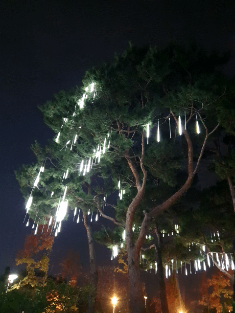 유림공원 국화축제 소나무 빛내림