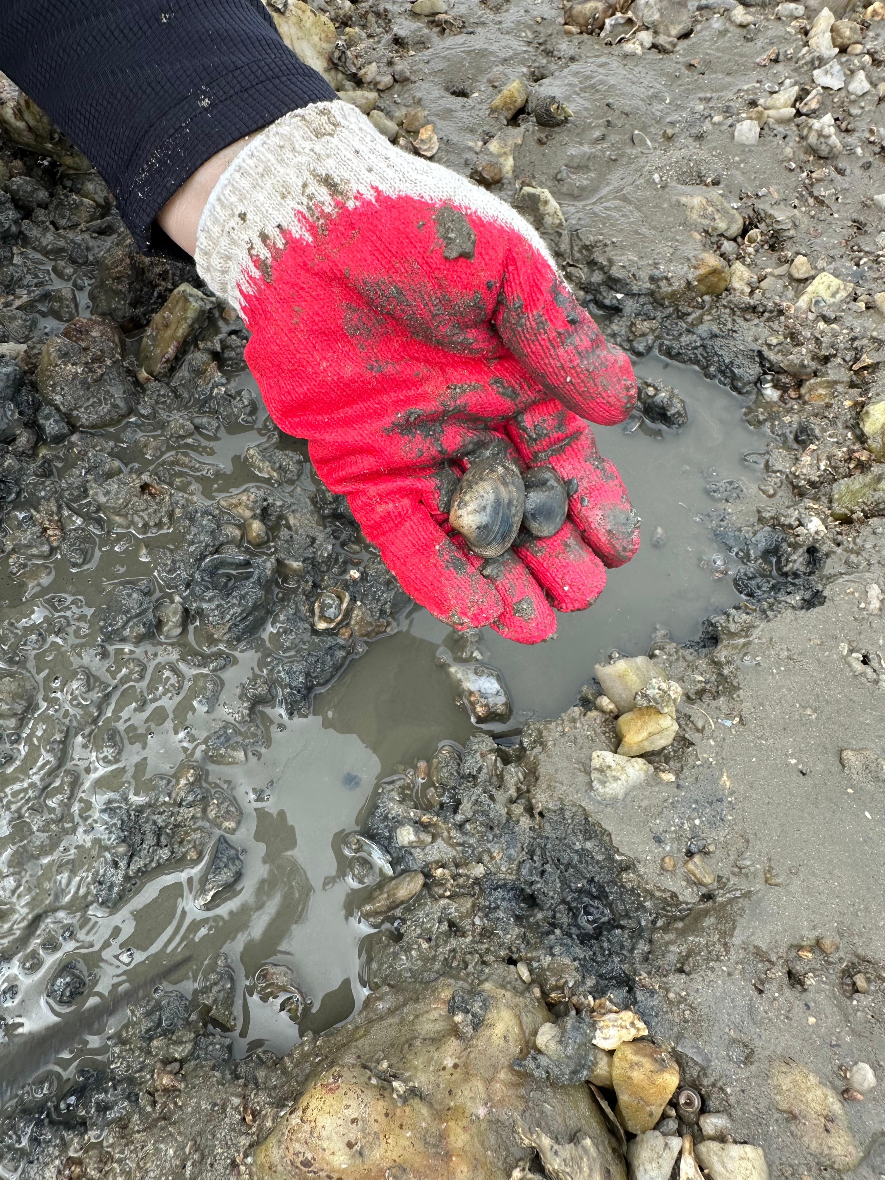 Travel Review 2: Boryeong, Daecheon, and Muchangpo in Chungnam, Korea (Family Travel Destination Recommendation, Muchangpo Beache Palace, Mudflat Experience, Sky Bike Price &amp; Duration, Daecheon Restaurants &amp; Lunch Spots, Daecheon Beach, Stunning Sunset, Closed Sanghwawon, Daecheon Port Fish Market, Useong Fisheries, Suyeonho Fisheries, Muchangpo Beache Palace, Ocean View, Lodging with Kitchen Facilities, Muchangpo Pension)