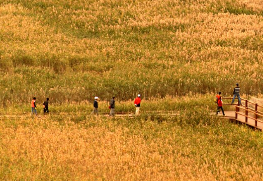 2024 순천만 갈대축제 입장료&amp;#44; 일정 및 프로그램 사전예약 