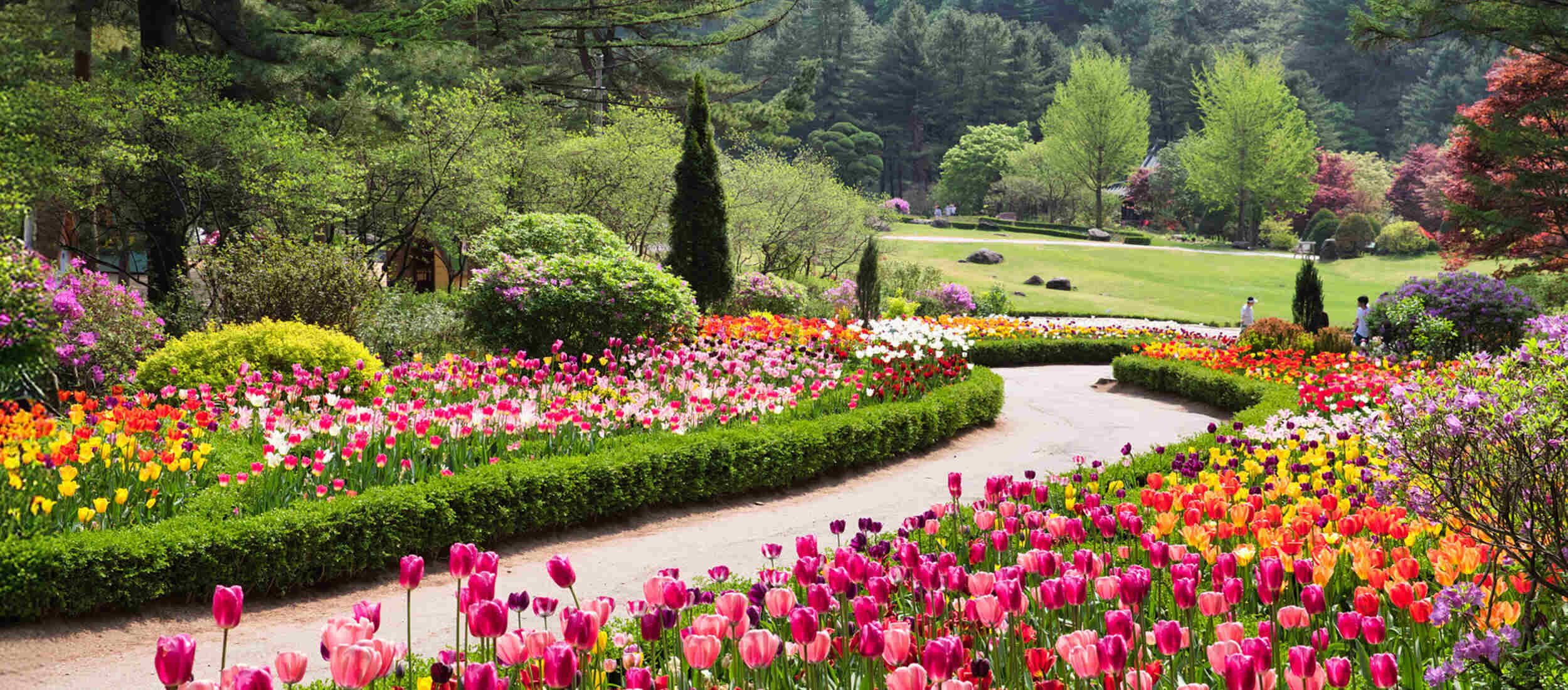 2025 아침고요 봄꽃페스타 포스터