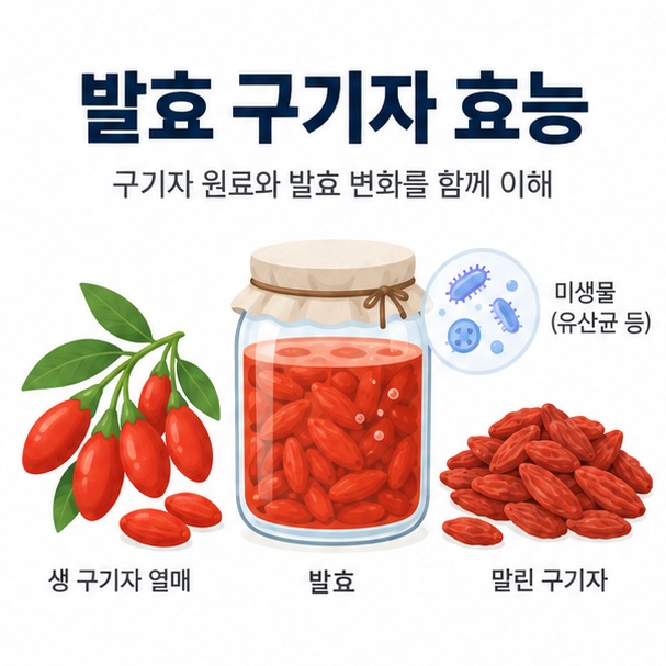 발효 구기자 효능이라는 제목과 붉은 구기자 열매, 발효 용기, 미생물 아이콘을 함께 표현한 대표 이미지
