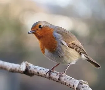 붉은가슴울새 영국 겨울 새 특징 매력 이미지_18