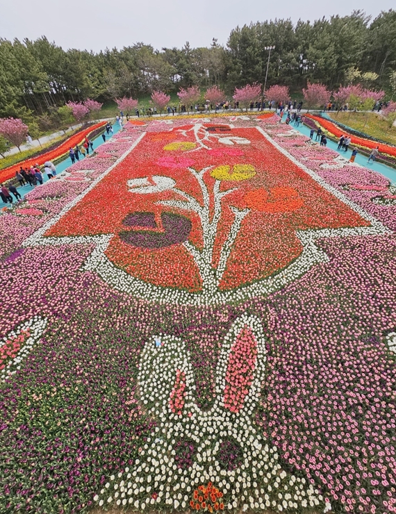 태안 튤립축제