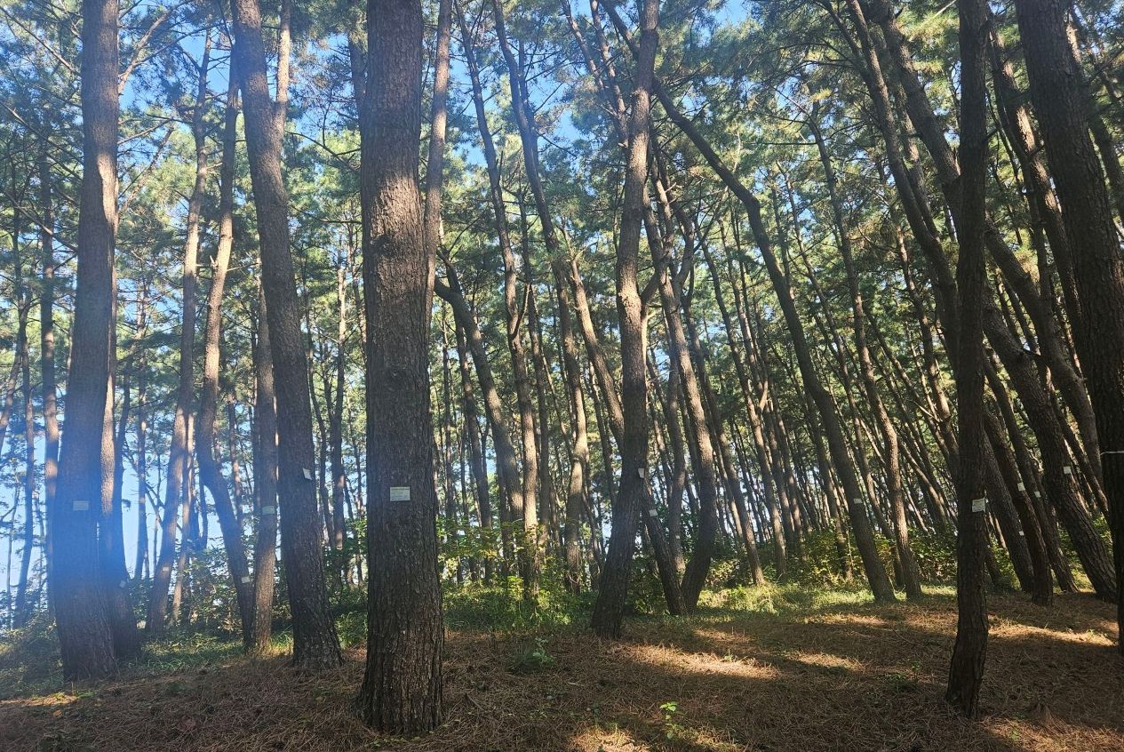 삼봉해수욕장