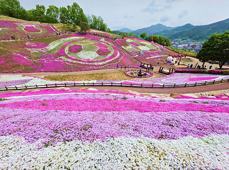 [4월~ 5월 축제]산청 꽃잔디 축제 &amp; 철쭉❘꽃잔디, 철쭉 개화 상황, 생초국제조각공원의 모습