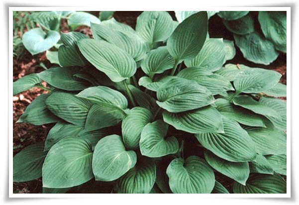 정원 "옥잠화 키우기" 초록빛 힐링을 선사하는 마법 같은 꽃!