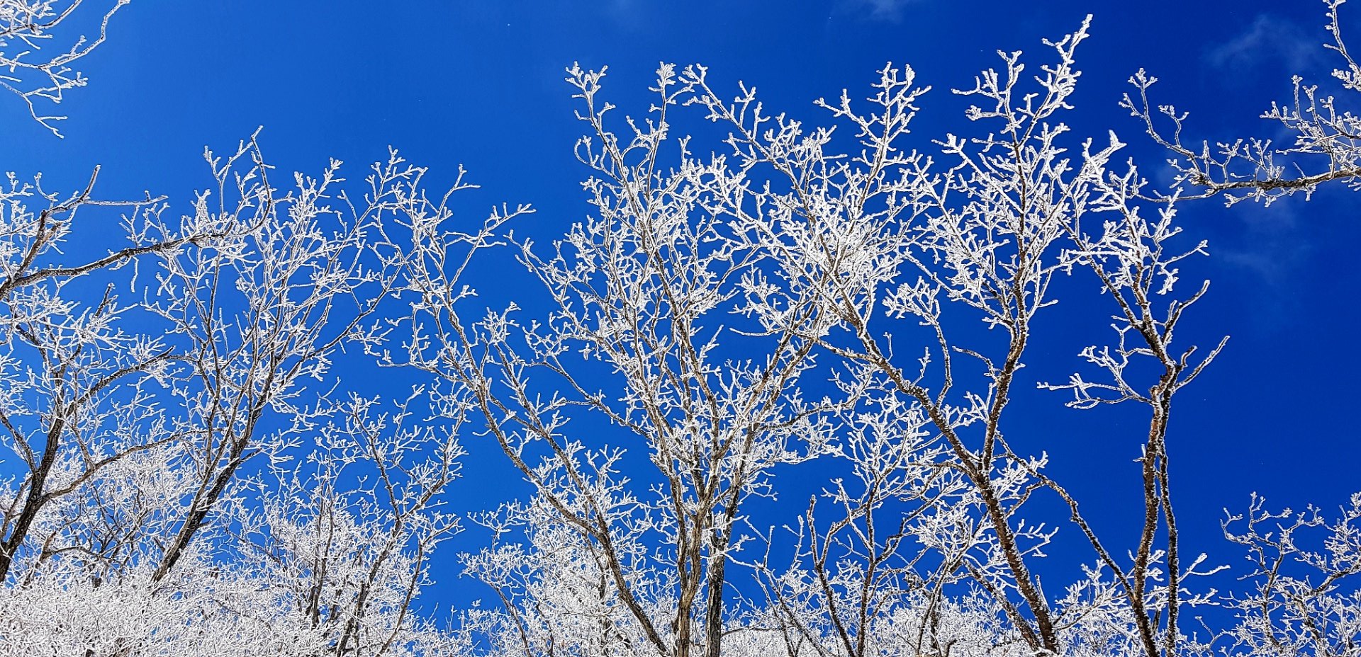 울산 가지산12 설경과 상고대