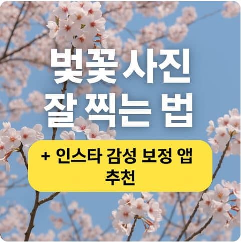 벚꽃 사진 잘 찍는 법 + 인스타 감성 보정 앱 추천