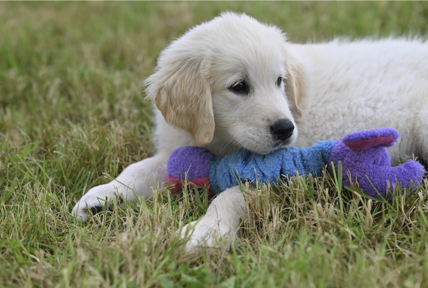 소유권이전가등기 부동산 거래에서 권리를 미리 확보하는 제도