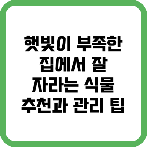 햇빛이 부족한 집에서 잘 자라는 식물 추천과 관리 팁