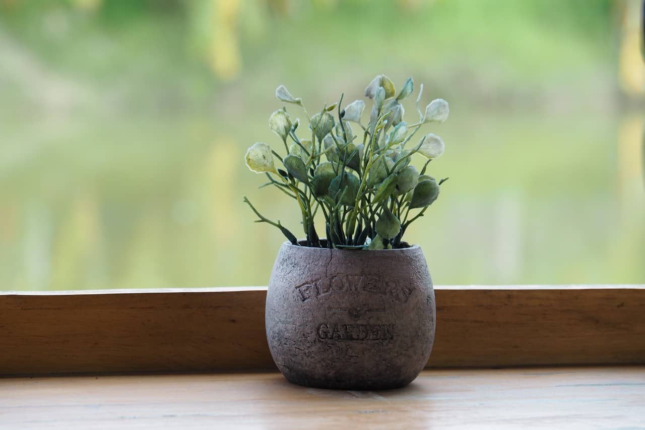 가을철 실내 식물 관리 – 성장 둔화에 맞춘 실내 환경 조성 요령