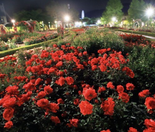 곡성 세계장미축제