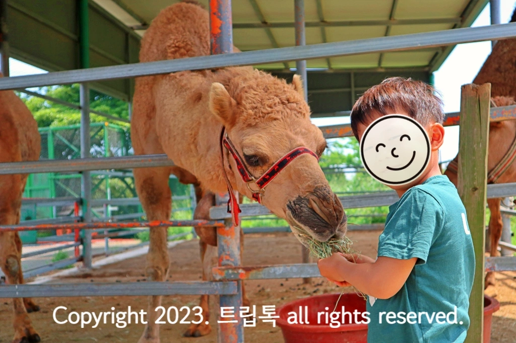 아이가 건초를 주자 아주 가깝게 낙타라 먹이를 먹기위해 고개를 들이민다.