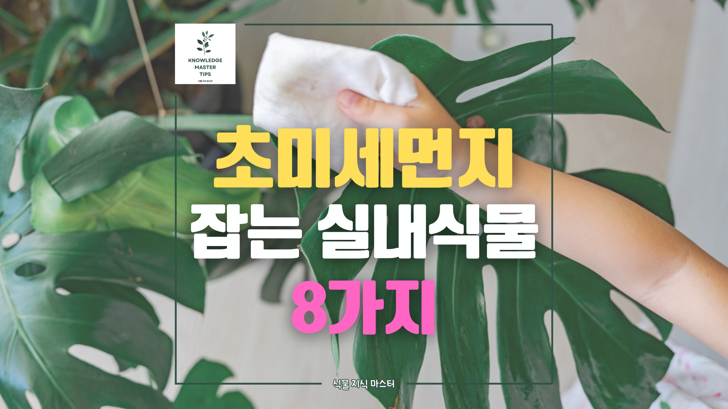 초미세먼지 잡는 실내 식물 8가지