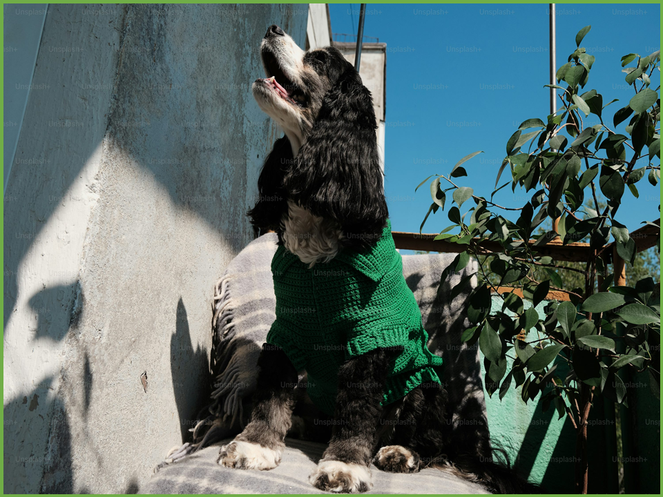 털 날림 방지 강아지 옷