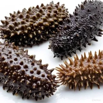 해삼 손질법 해삼보관법 제철 탕 레시피_11