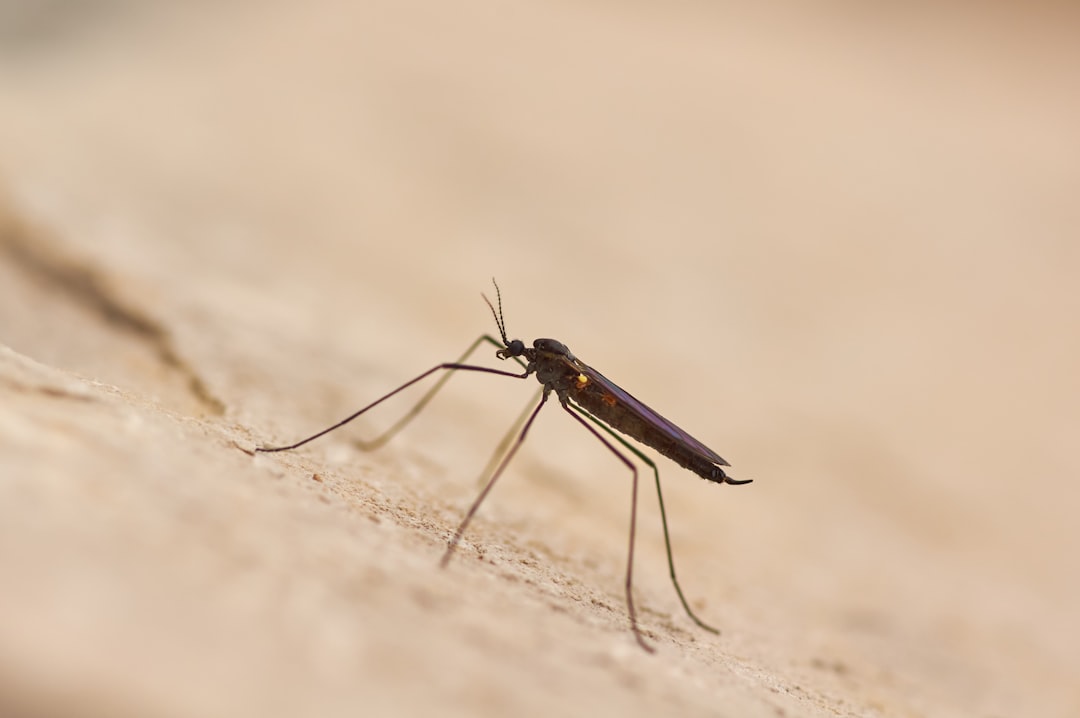 Malaria