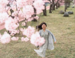 진해-군항제-벚꽃-축제-9