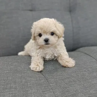 말티푸 단점 장점 성견 크기 분양가격_3