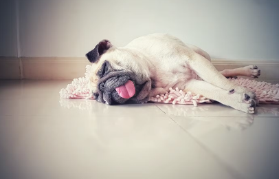 개의 열사병 증상 눕는 퍼그.