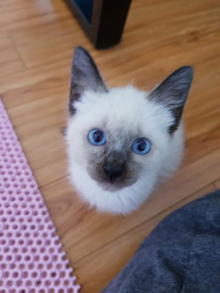 파란눈의 새끼 샴고양이