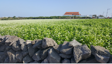 제주 둘레길 걷기 여행 코스와 준비 가이드