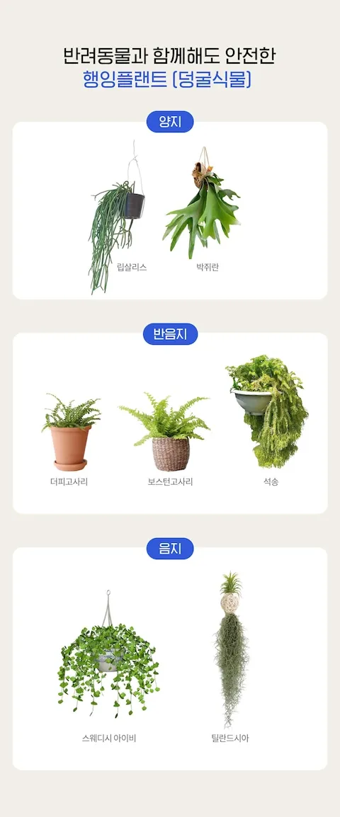 반려동물 안전 실내 식물선택 독성체크 배치높이 관리 간단 가이드_3
