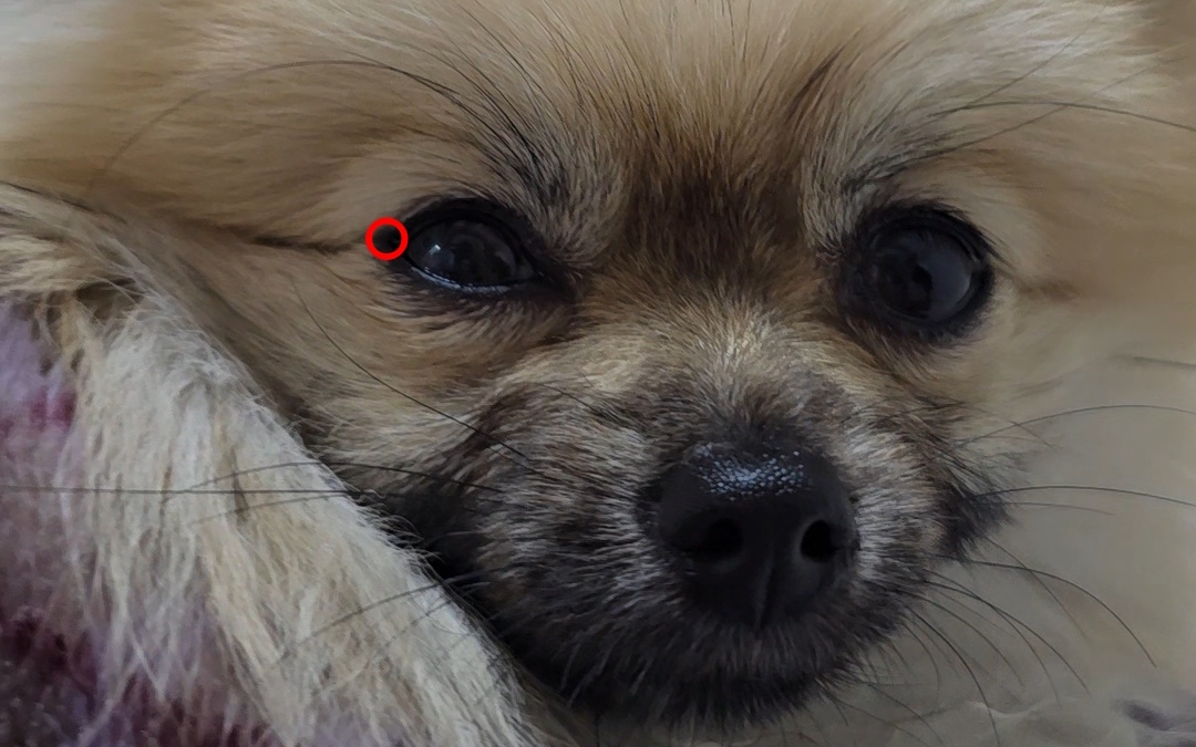 눈에 강아지 진드기가 물린 모습