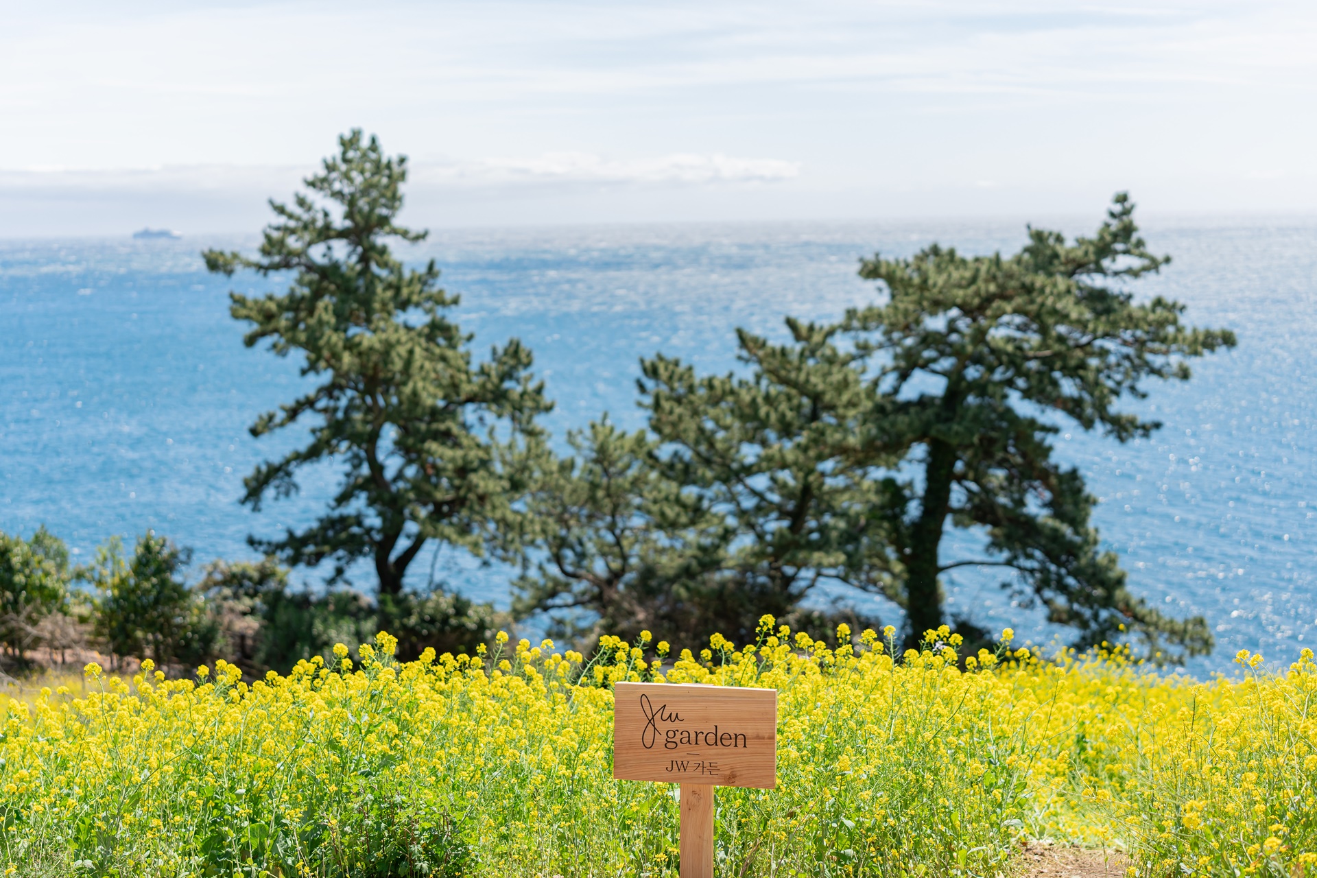 #JW가든 #JW메리어트제주 #댄싱두루미 #더플라잉호그 #아일랜드키친 #유채꽃 #제주사진 #제주여행 #제주유채꽃 #제주호텔