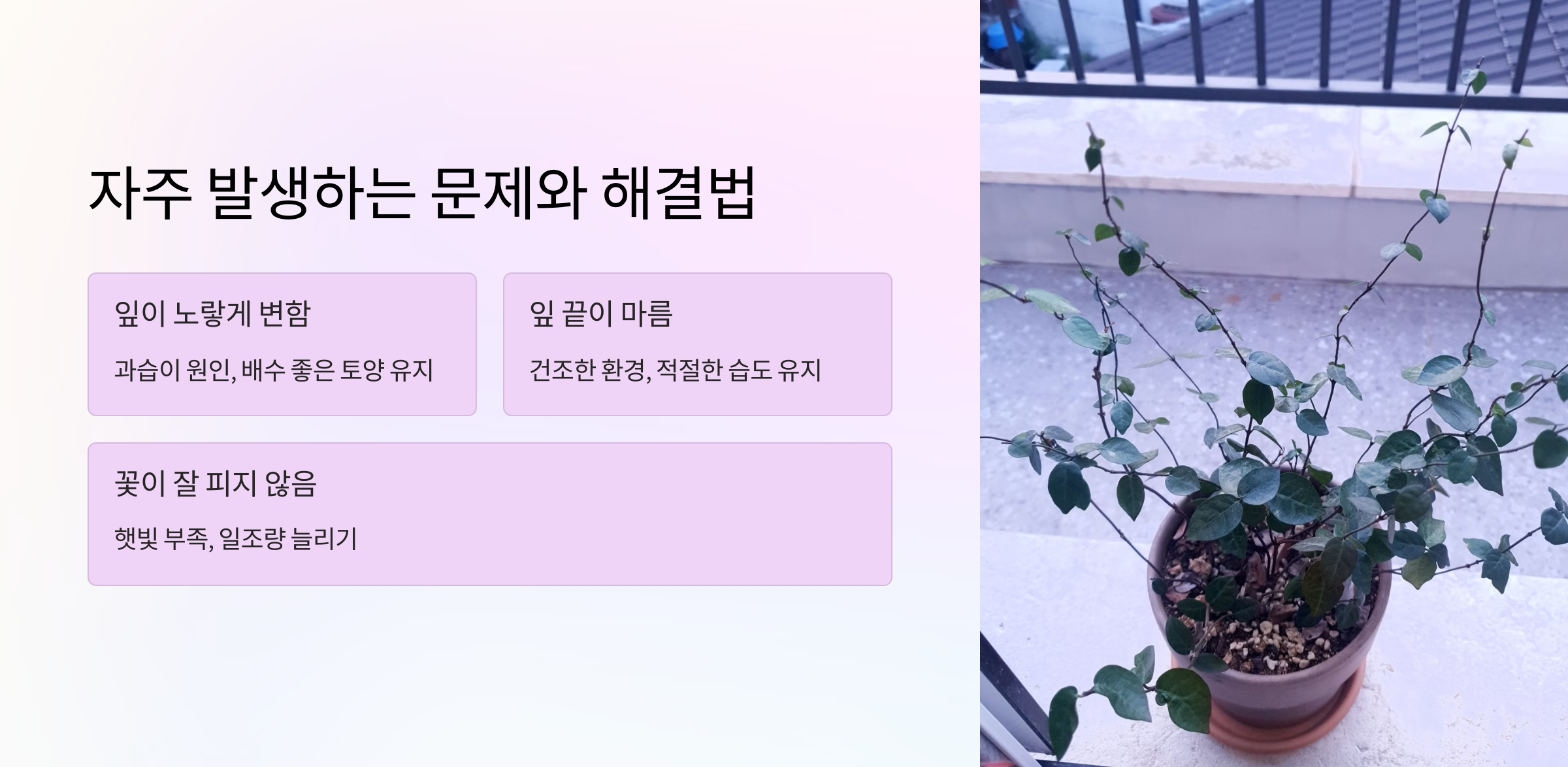 오색마삭줄 사진