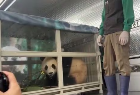 떠나는 푸바오