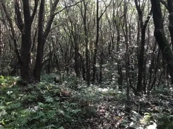 제주 곶자왈 숲길 산책 원시림 초록 힐링 여행_16