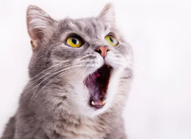 고양이 구내염/출처:어도비스톡