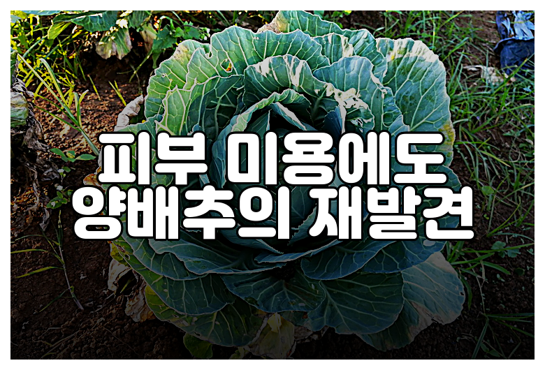 피부 미용에도 양배추의 재발견