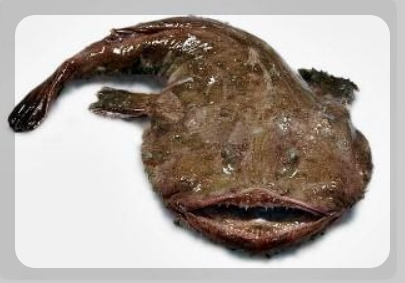 12월 제철 해산물