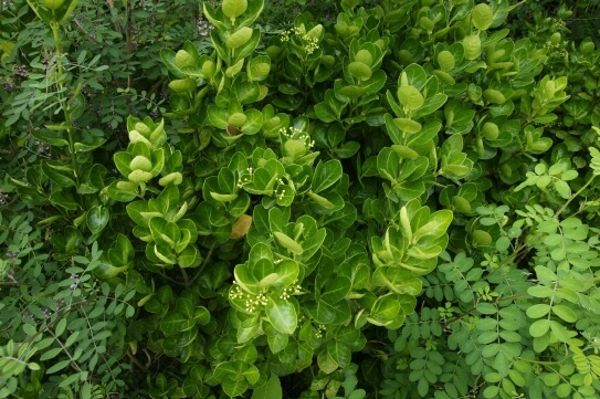 처음 시작하는 가드닝, 키우기 쉬운 정원수 BEST 10