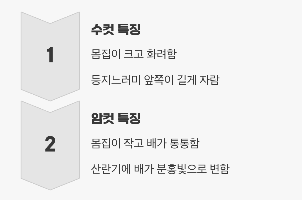 암수 구별, 사랑의 시작