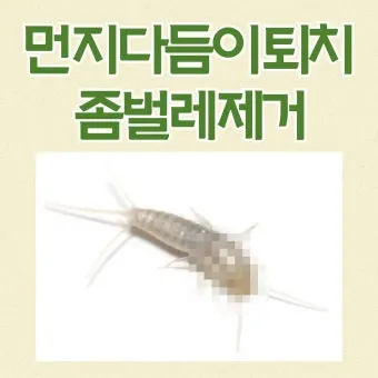 좀벌레 생기는 원인과 퇴치법 하얀벌레 제거 방법_23