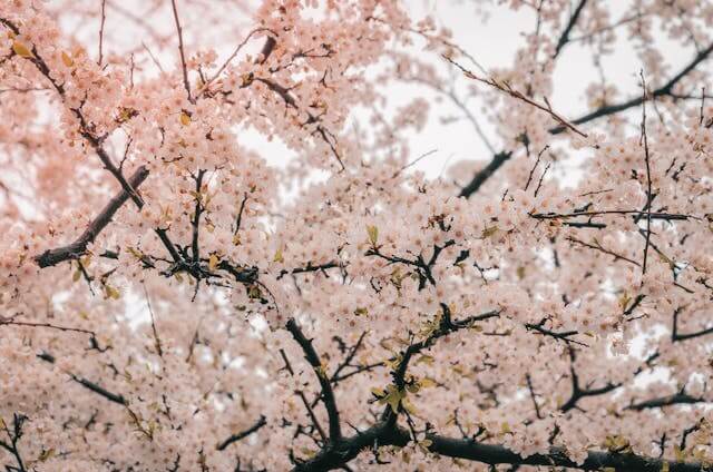 분홍 벚꽃이 만개한 사진