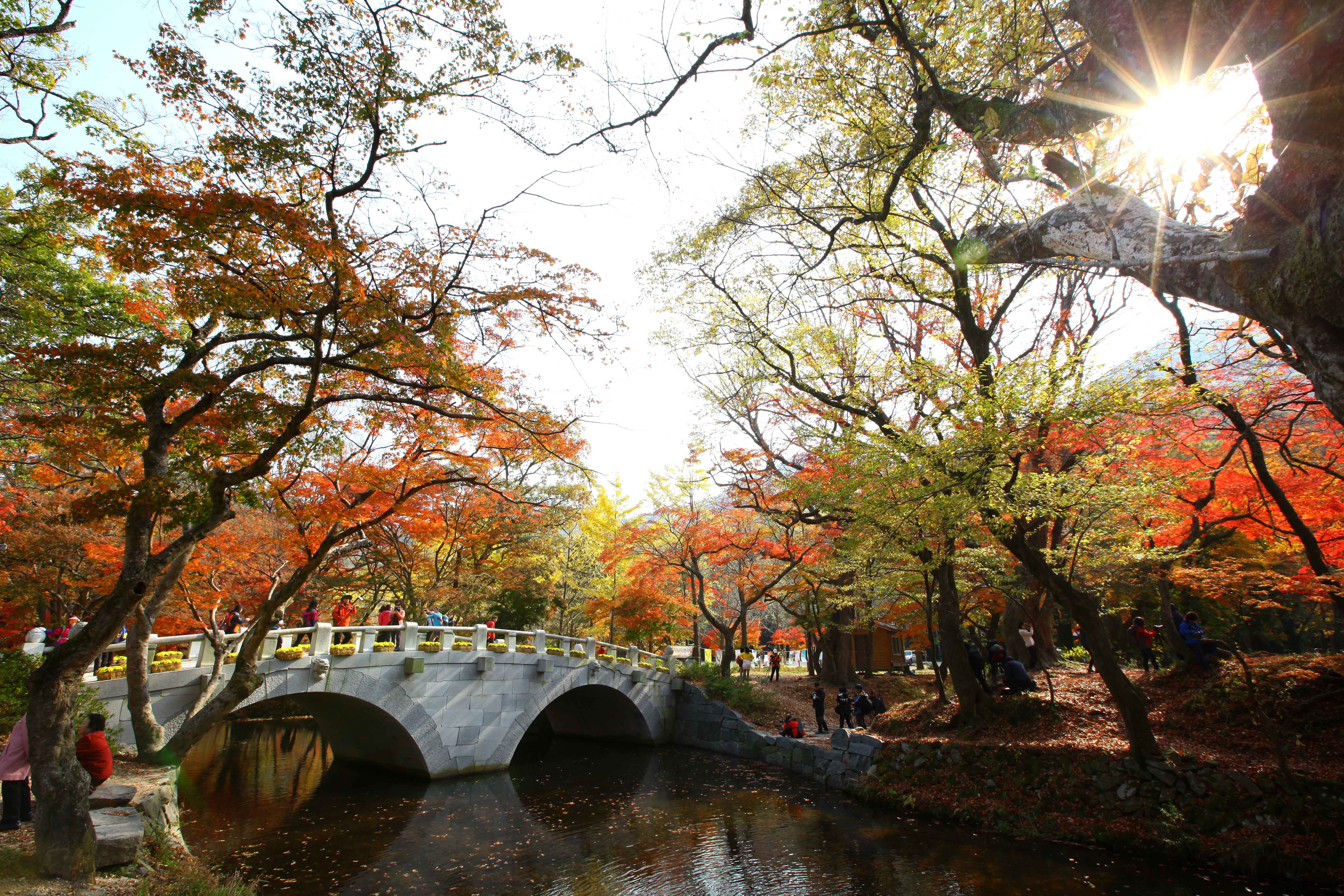 선운사입구의 단풍과 나무사이로 흐르는 햇살