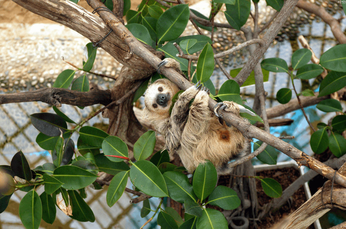 두발가락나무늘보