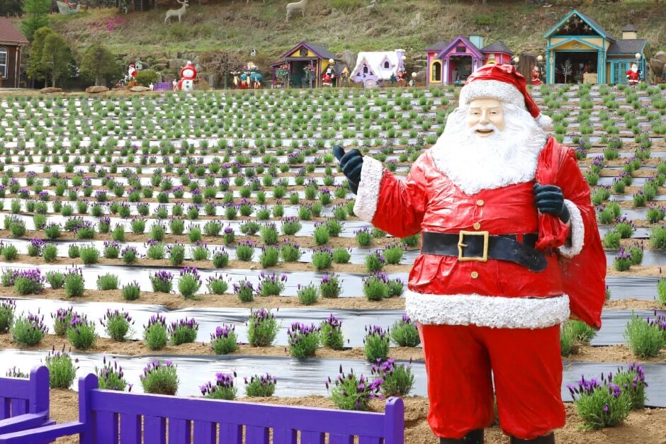 2023 포천 허브아일랜드 라벤더축제 입장료 주차 아이스크림 라떼
