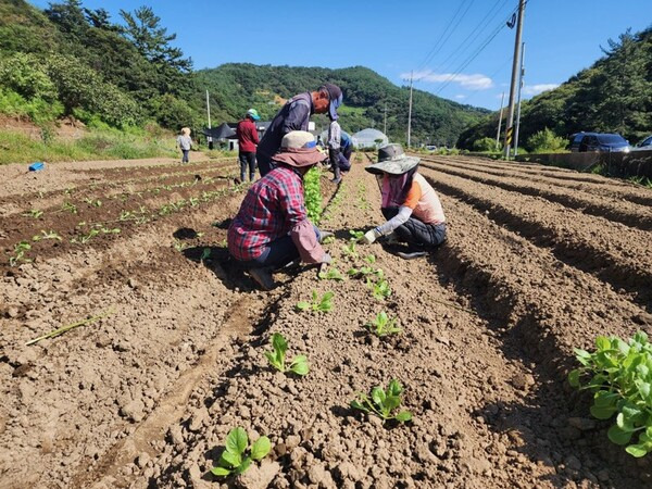 김장배추 심는시기