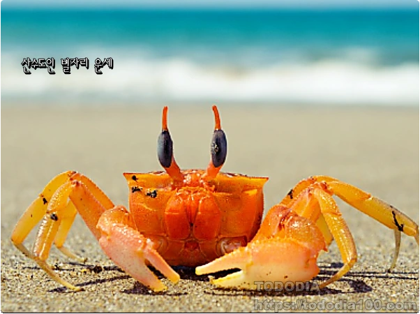 게자리운세-8월