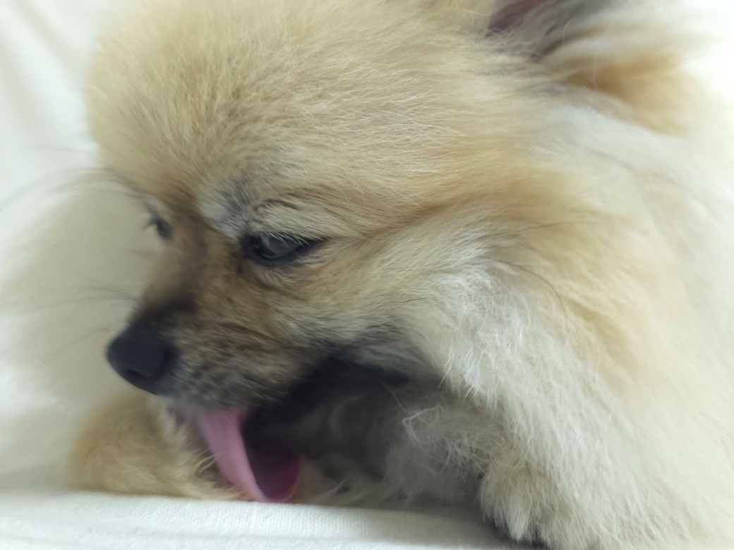 발을 핥는 강아지
