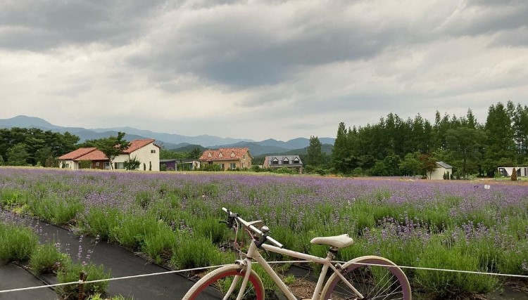 고성 라벤더축제